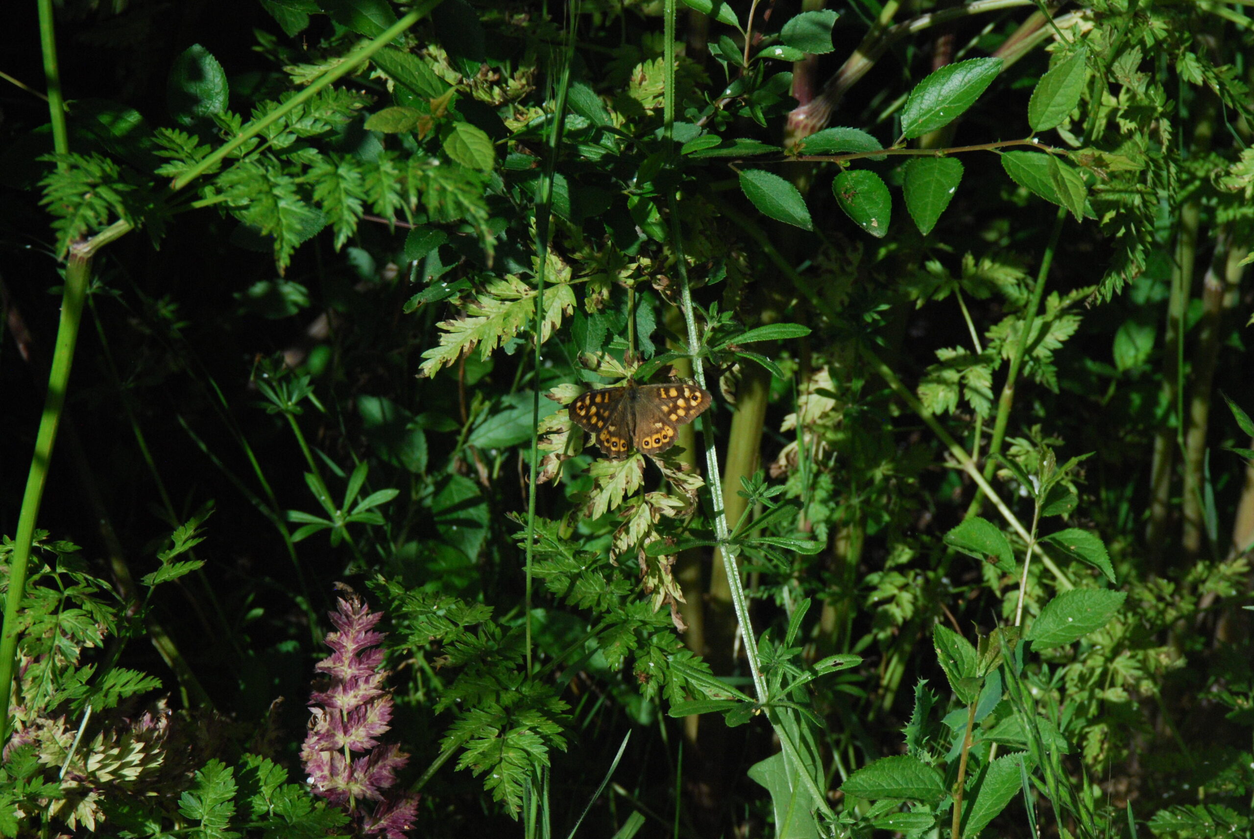 un papillon