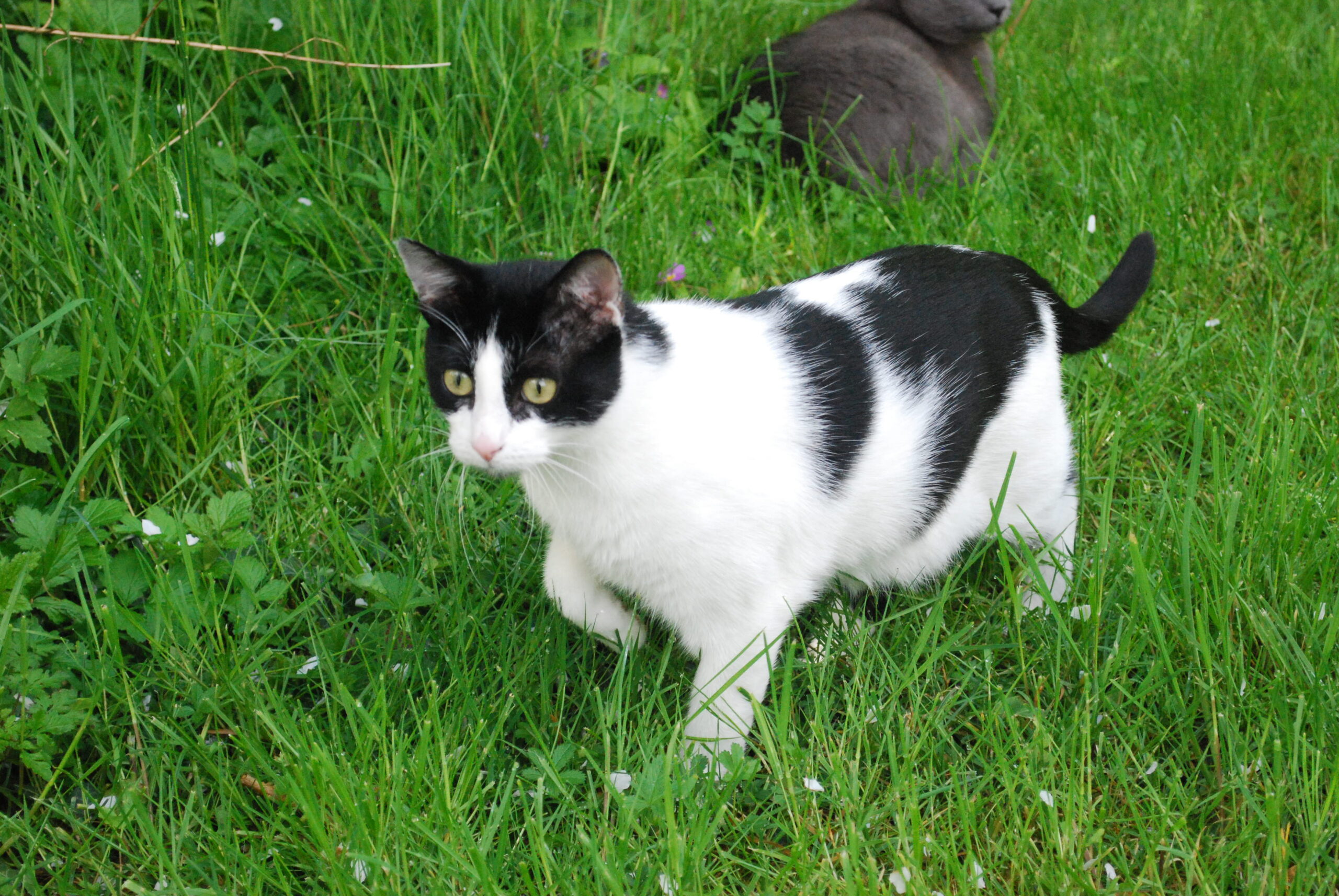 Deux chats (dont 1 un peu gros)