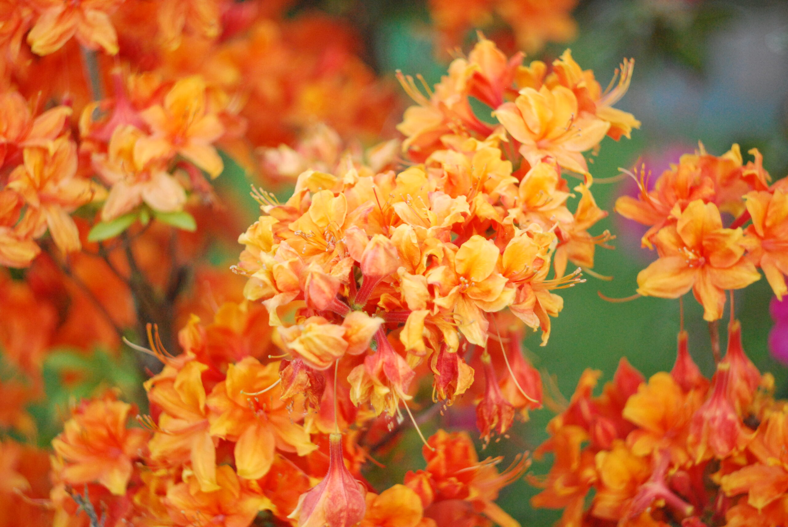 les fleurs du bord de mer