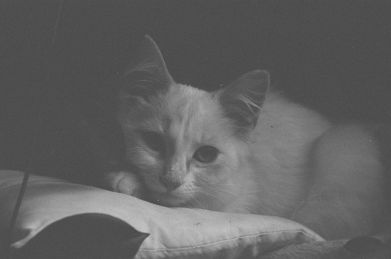 le petit chat